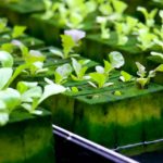 Growing Better Crops With Hydroponic Farming
